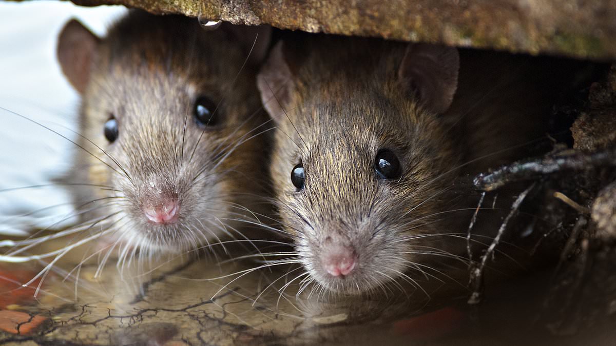 Scientists find a pair of unlucky rats that were mummified in tar 650 years ago… and think they might unlock the secrets of the Black Death