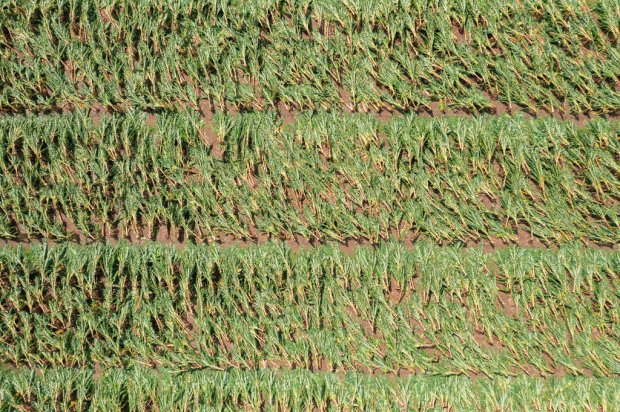 View of a damaged plantain farm after Hurricane Fiona hit...