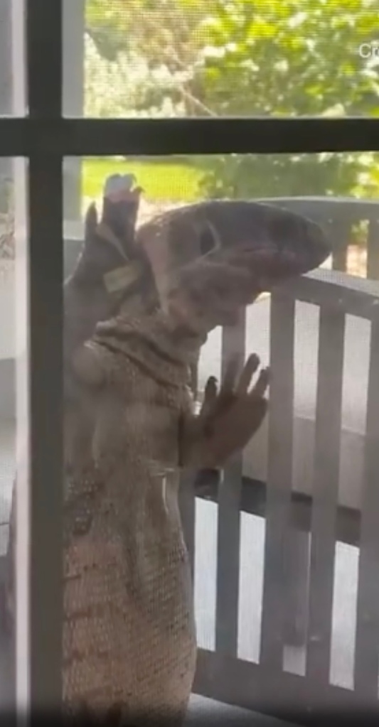 The large lizard is popular as a pet.