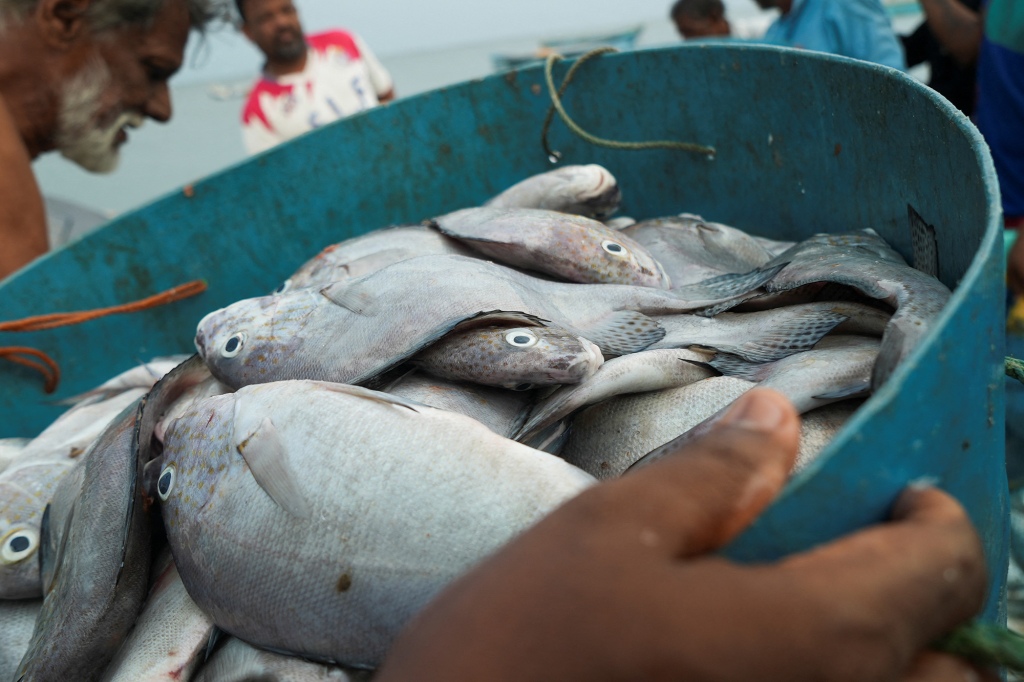A local fisherman holds a bucket of freshly-caught fish just after returning to shore in Mannar, Sri Lanka, August 16, 2022.
