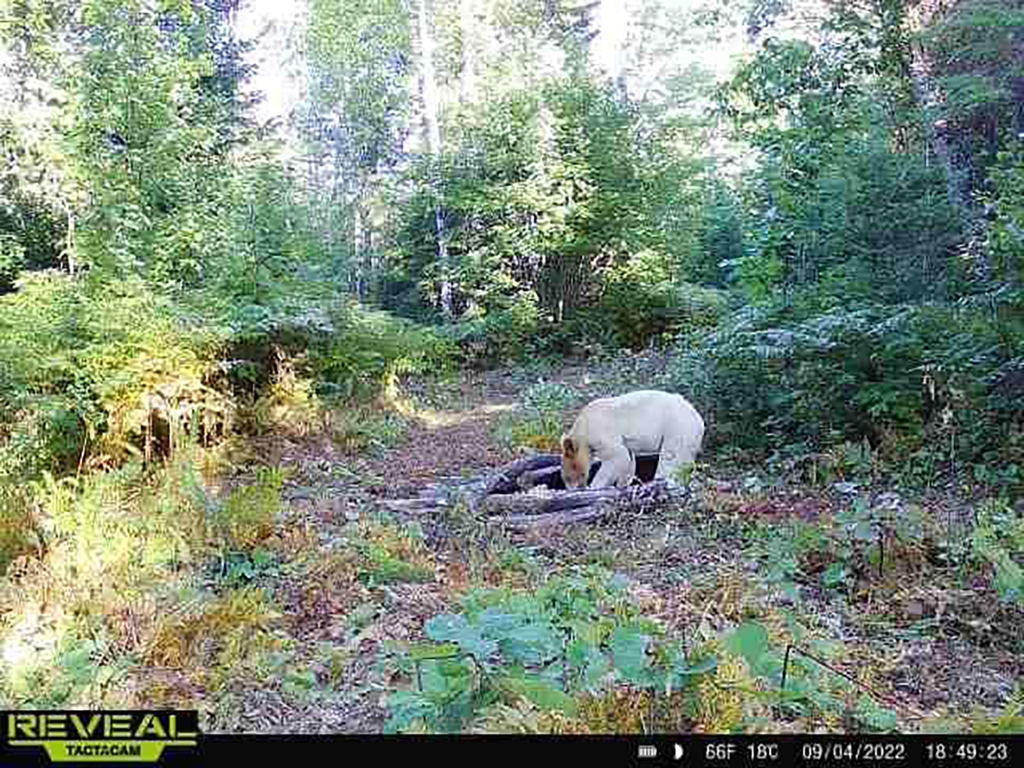 Cody Norton, a large carnivore specialist, guessed the bear was 2 years old.
